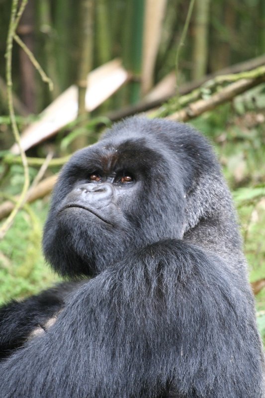 The silverback posing for the camera