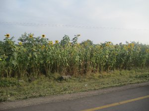 Fields of sunflowers growing along the road