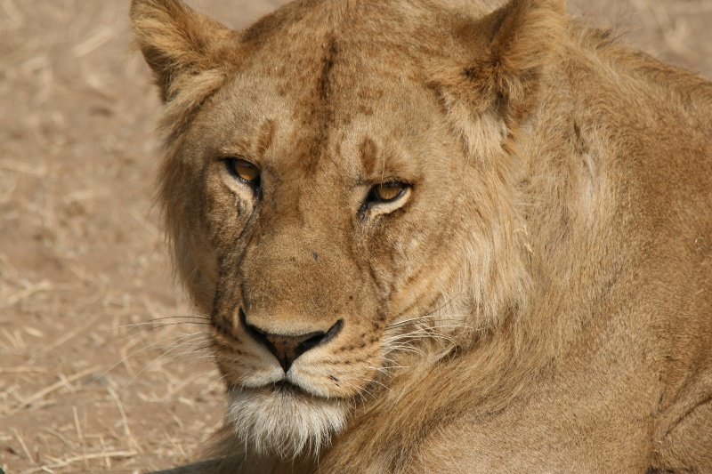 Young male Lion