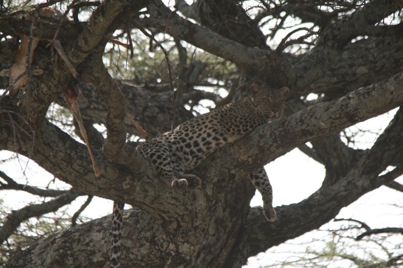 Leopard taking a rest in the shade 