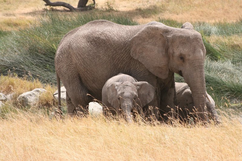 Baby elephant sticking close to mum