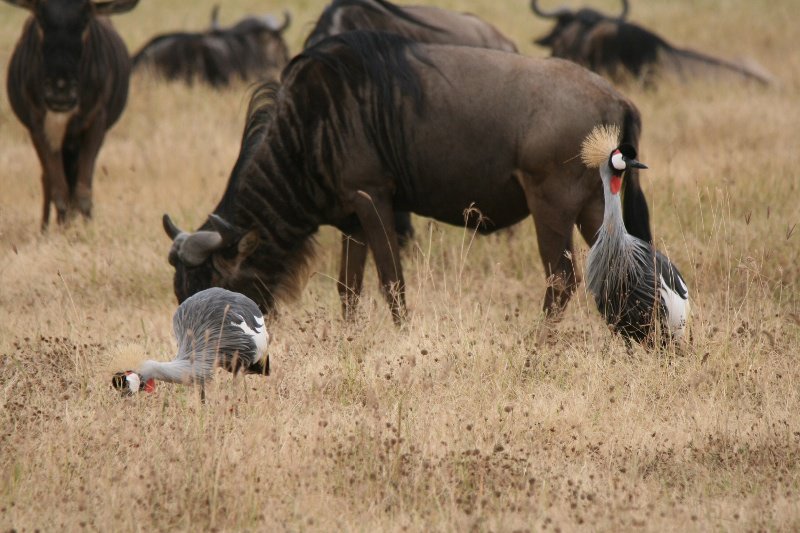 Crowned Cranes walk in between the wildebeest 