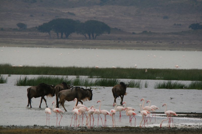 Wildebeest interrupt the flamingo's lunch
