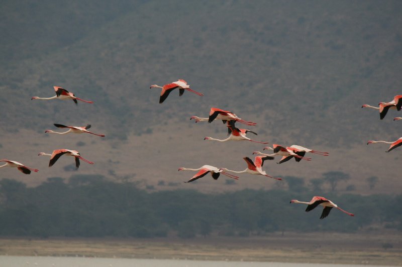 Flamingos get out of the way of the wildebeest  