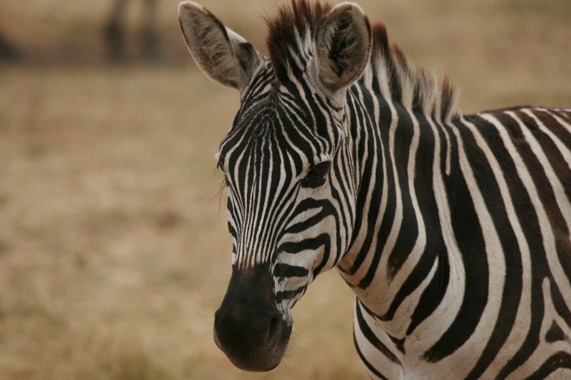  Striking Zebra