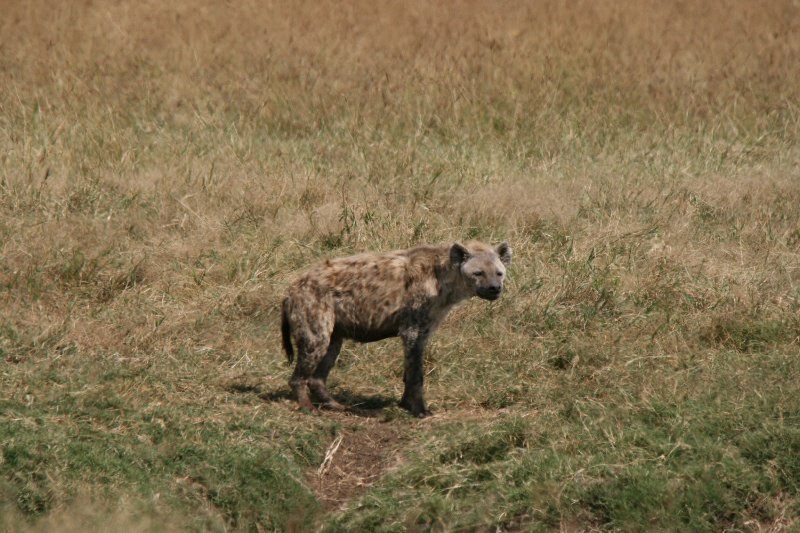 This hyena was probably laughing at us all checking out his friend in the opposite direction when he was just behind us 