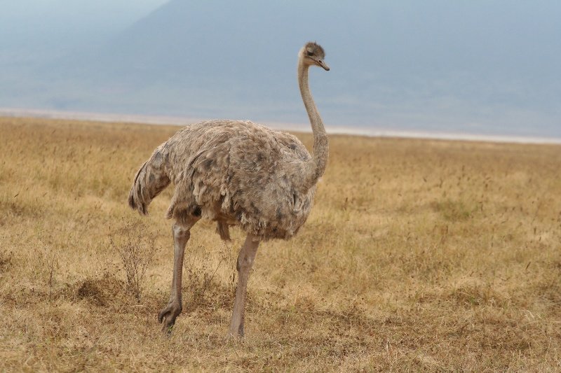 Female Ostrich 