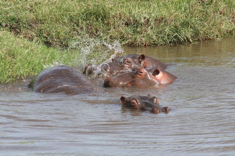 More Hippos 