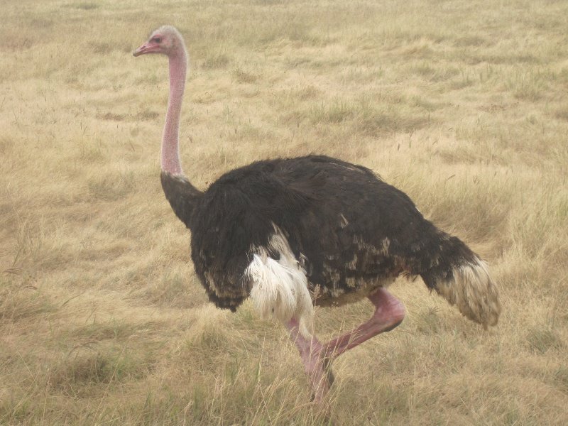 Male Ostrich 
