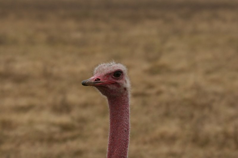 Male Ostrich with very pink face