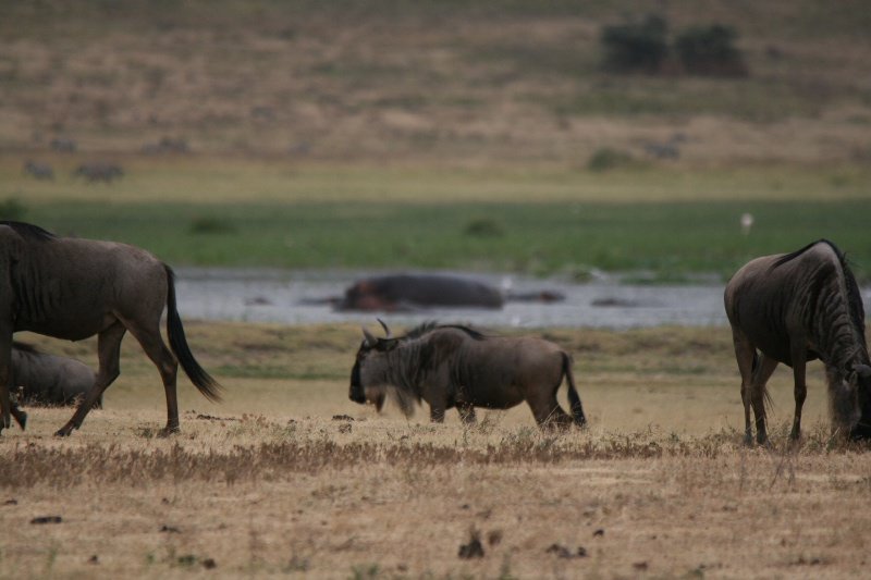 Wildebeest head for a drink with the hippo's