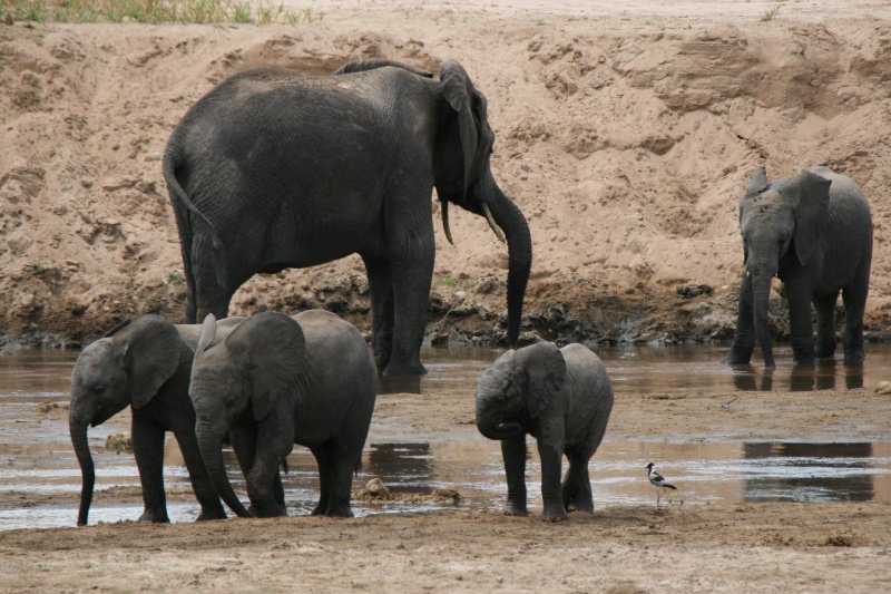 Herds of elephants come down to the river to drink