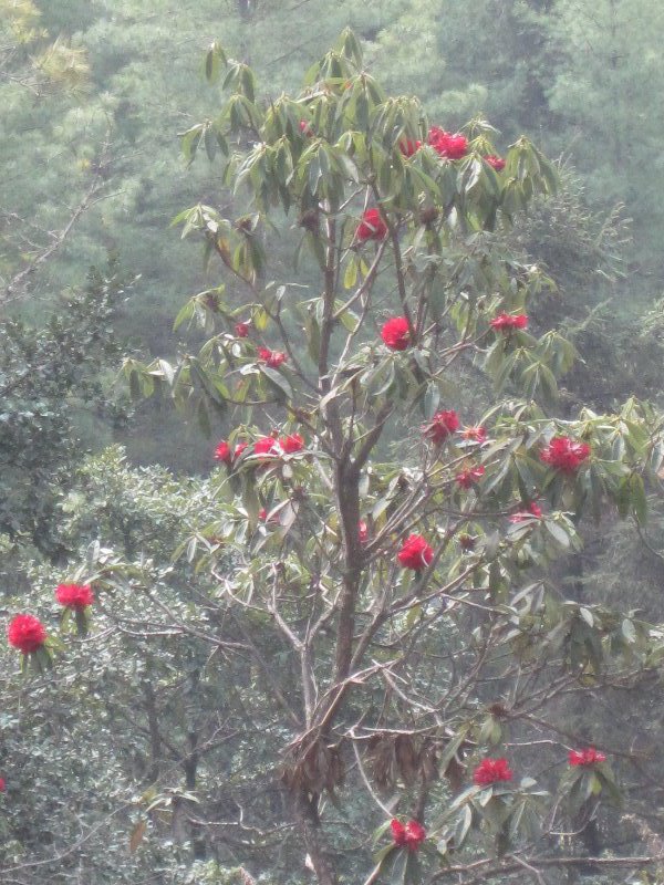 Rhododendron tree