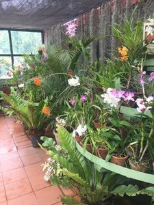 The orchid house