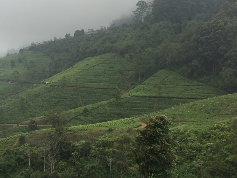 Tea plantations in the mist