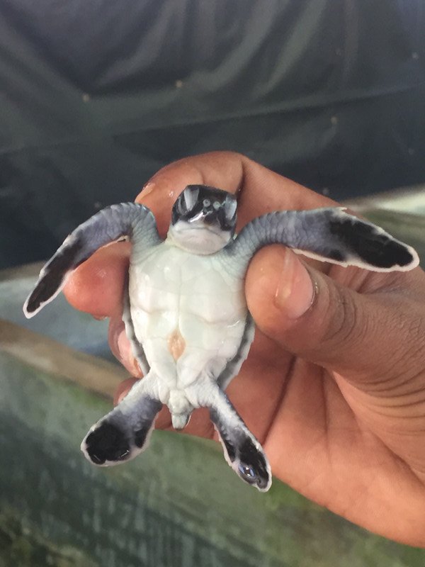 One day old turtle