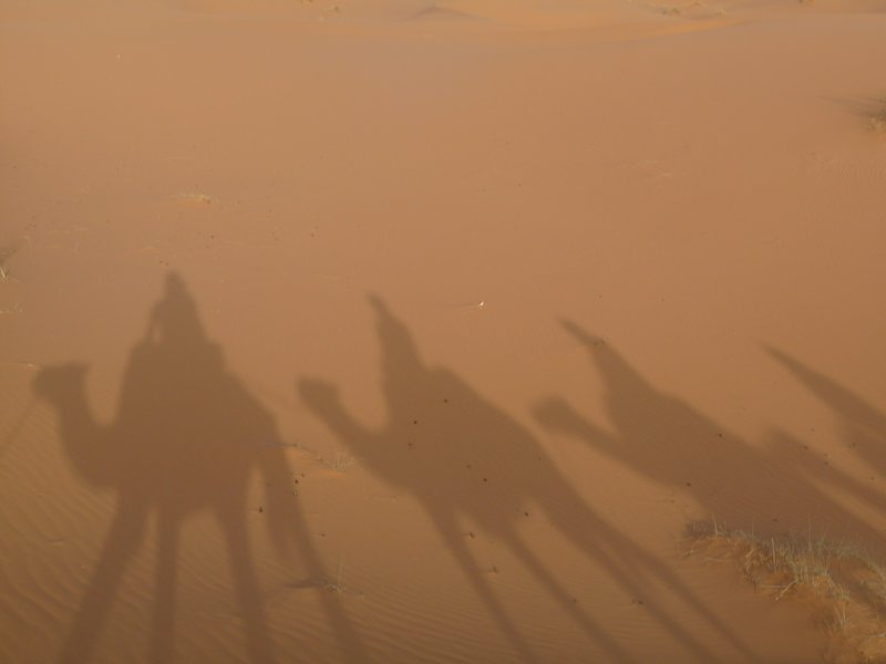 Camel Shadows, Sahara.