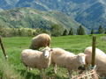 Sheep at the farm