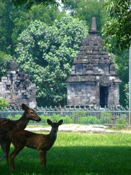 Bambi in Prambanan