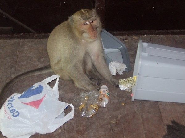 Vicious man-eating killer monkey, oftewel blue monkey
