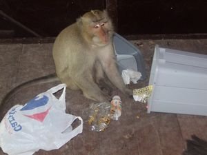 Vicious man-eating killer monkey, oftewel blue monkey