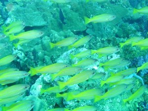 Schooling Blue Lined Snappers