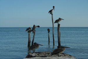 Pelikanen op een stokje