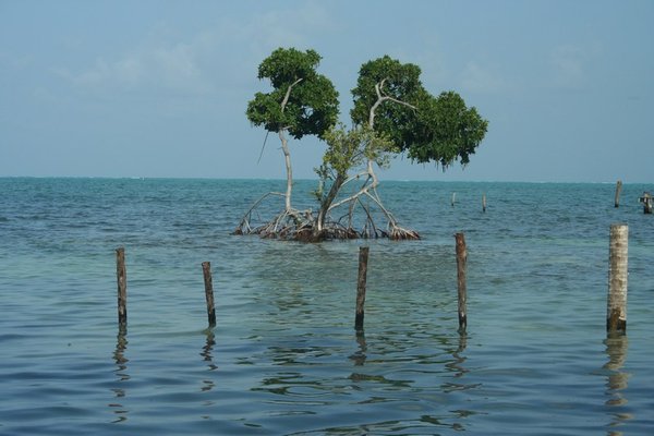 Eenzame mangrove