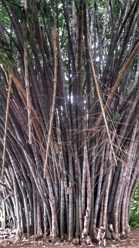 Grote bamboe, kleine kindjes