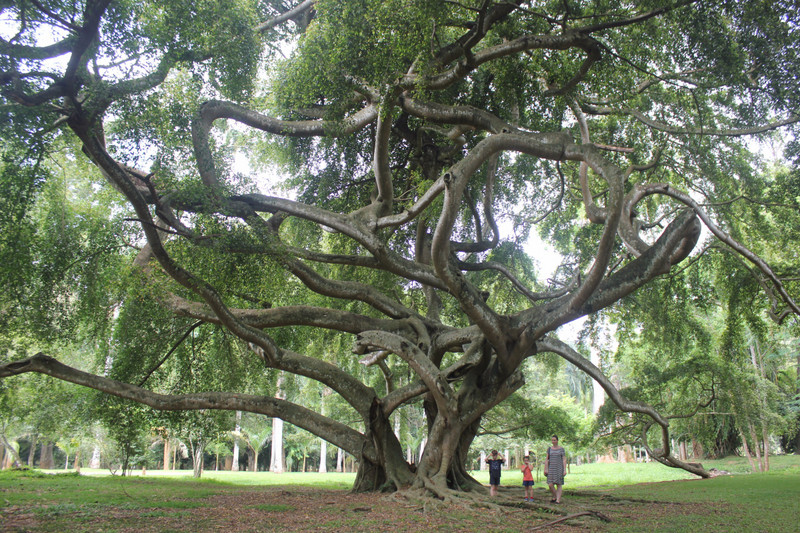 Java Fig Tree