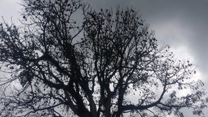 Vleerhondenboom