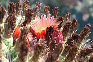 Cactus Flower Close Up