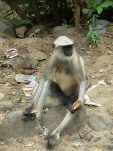 langur hanuman monkey