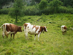 Cows in the backyard of the Guesthouse