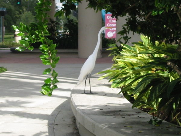 Bird at Convention Center
