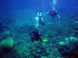 Reef Dive