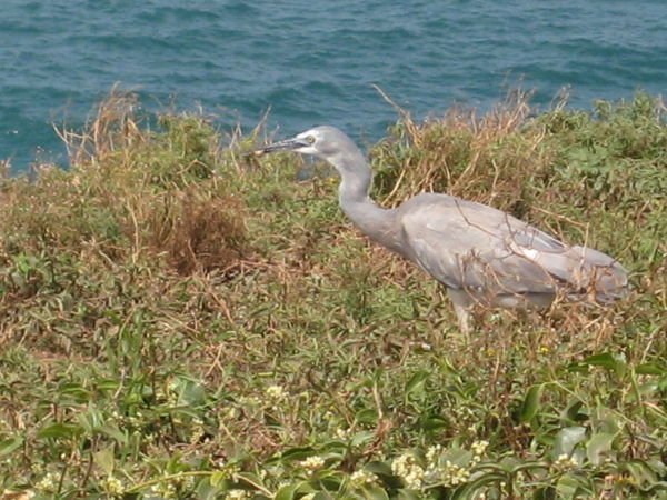 Bird on Muttonbird Island
