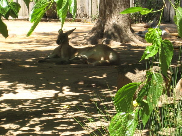 Red Kangaroo