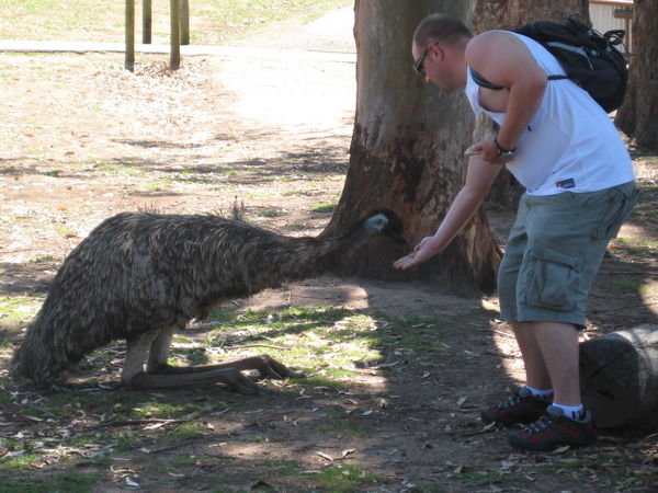Laz feeding an emu