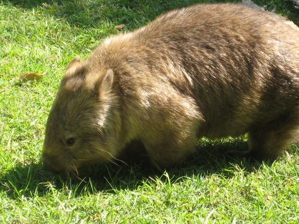 You wombat