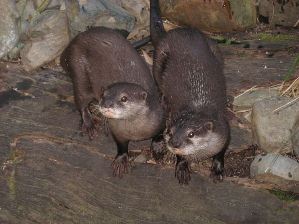 The hilarious otters