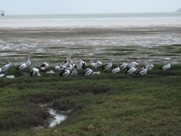 Pelicans on the beach in Cairns