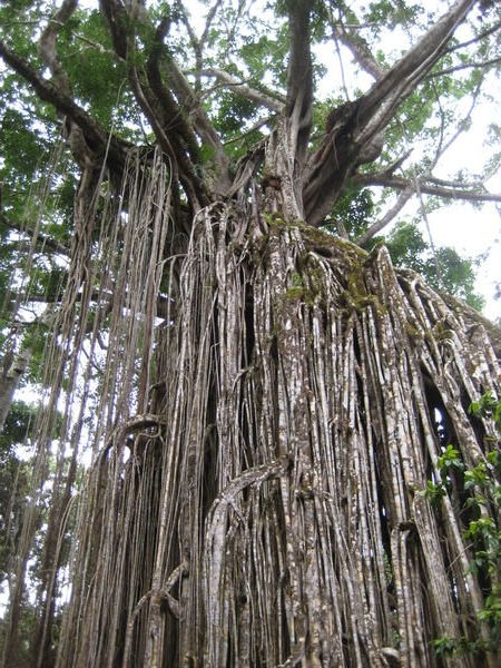 The Curtain Fig