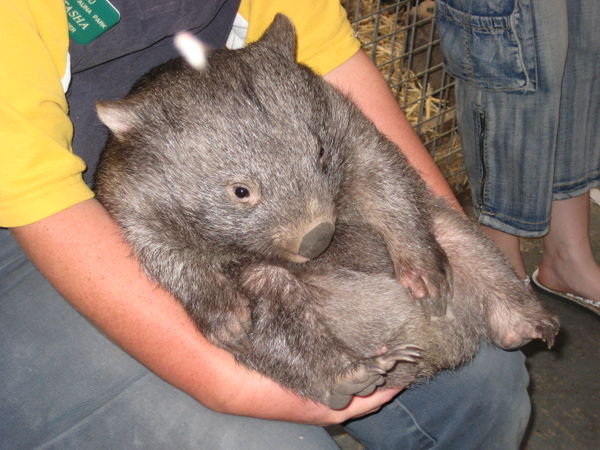 Baby wombat
