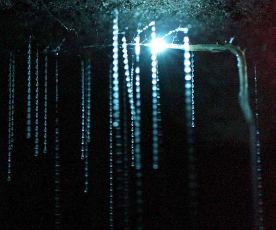 Glow worm threads