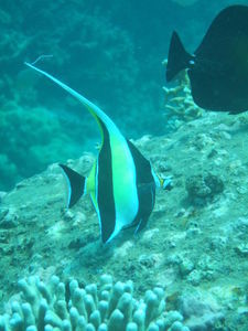 Takie ryby spotyka sie nurkujac podczas postojow przy rafach koralowych