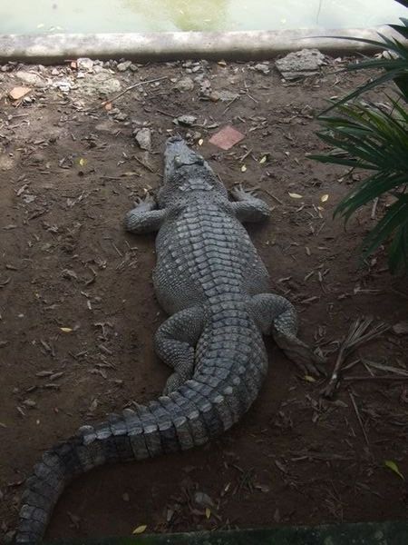 Farma krokodyli i jeden z wiekszych okazow
