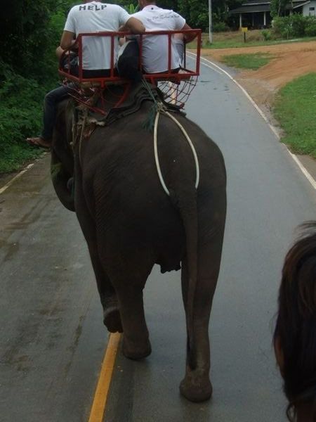 UWAGA!!! Slon na drodze!