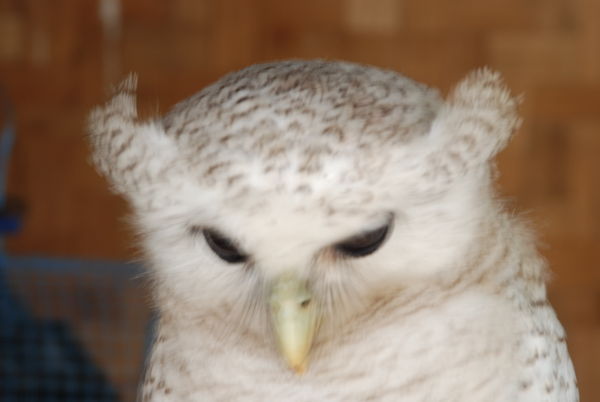 Owl, Bird Market