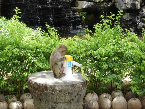 Curious monkey, Hainan